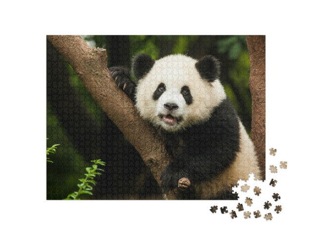 Puzzle 1000 Teile „Panda in seinem natürlichen Lebensraum“