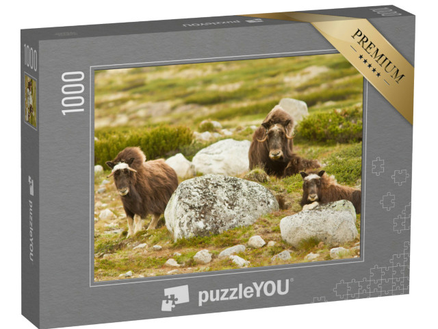 Puzzle 1000 Teile „Moschusoxen in Norwegen“
