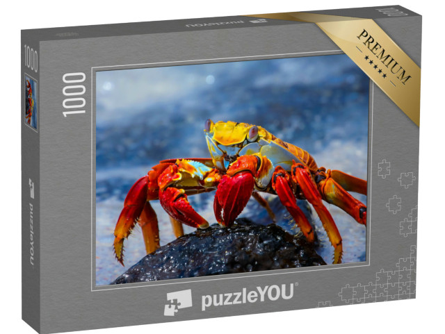 Puzzle 1000 Teile „Sally Lightfoot Krabbe auf einem Lavafelsen, Galapagos“