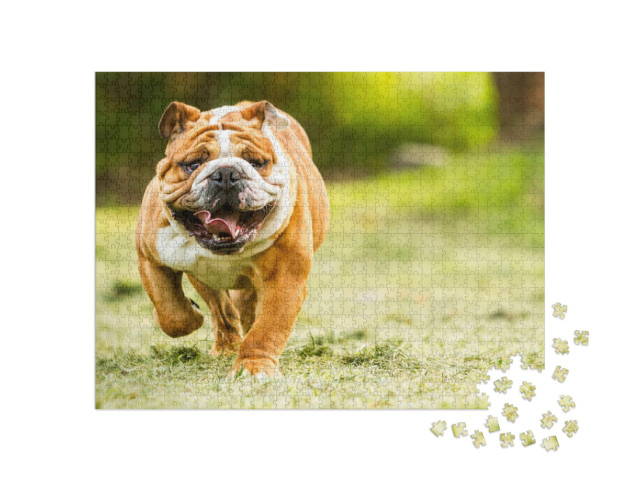 Puzzle 1000 Teile „Bulldogge auf einer Wiese“