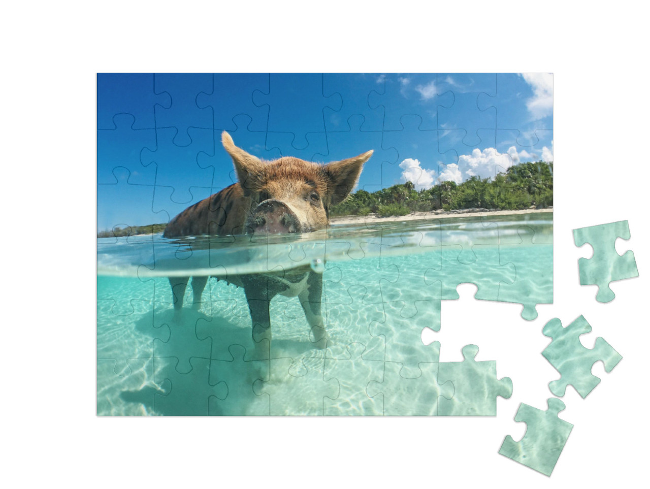 Puzzle 48 Teile „Wasserbegeistertes Wildschwein auf den Bahamas, Karibik“