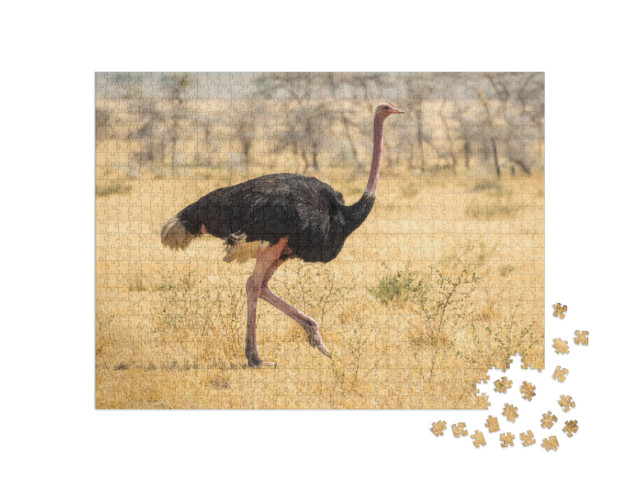 Puzzle 1000 Teile „Straußenwanderung, Safari, Steppe in Afrika“