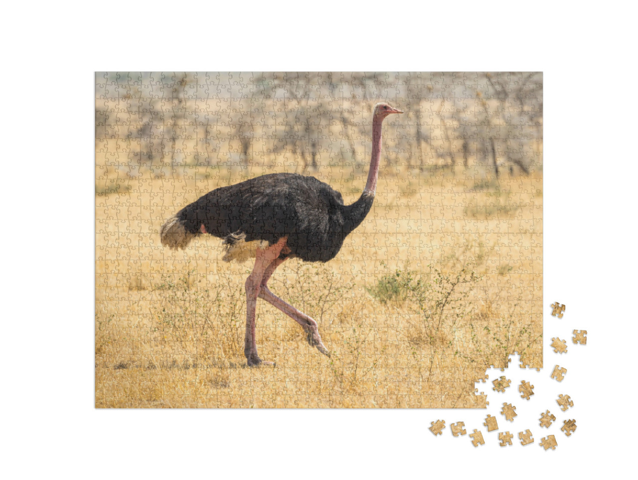 Puzzle 1000 Teile „Straußenwanderung, Safari, Steppe in Afrika“