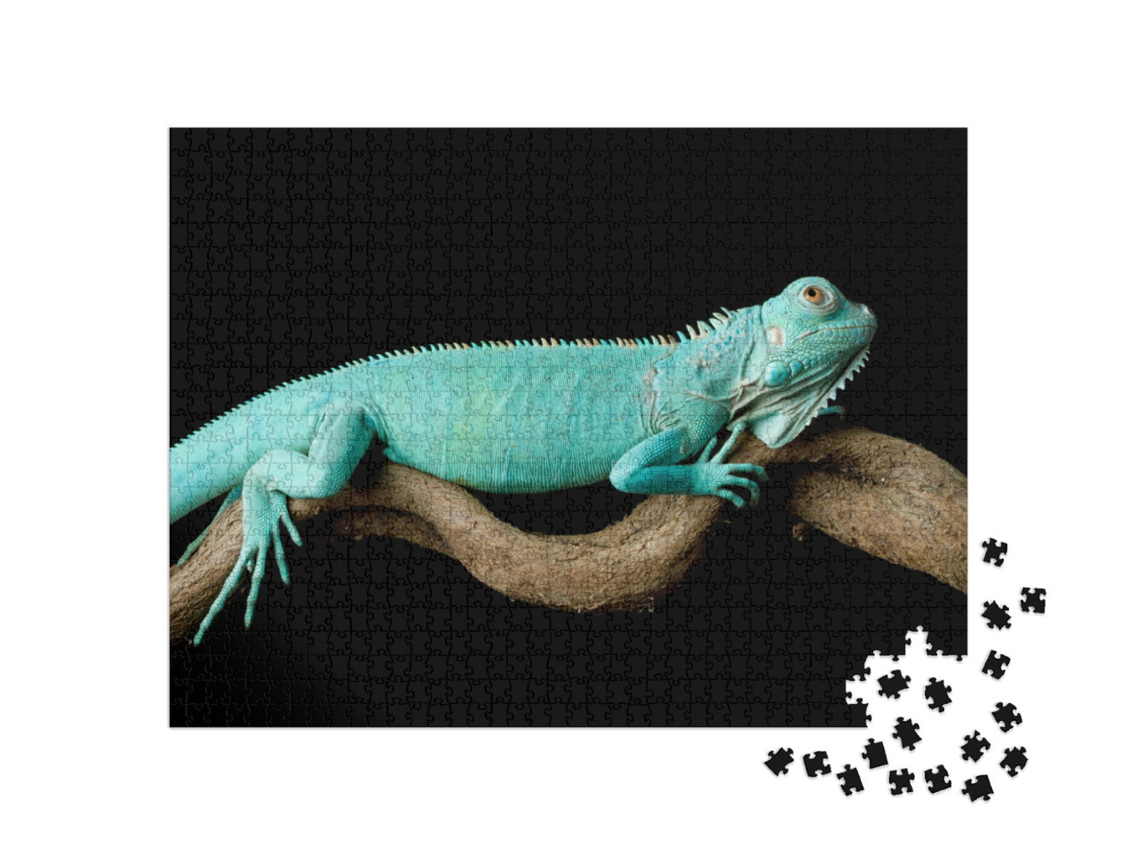 Puzzle 1000 Teile „Blauer Leguan: Nahaufnahme auf Ast, Cyclura Lewisi“