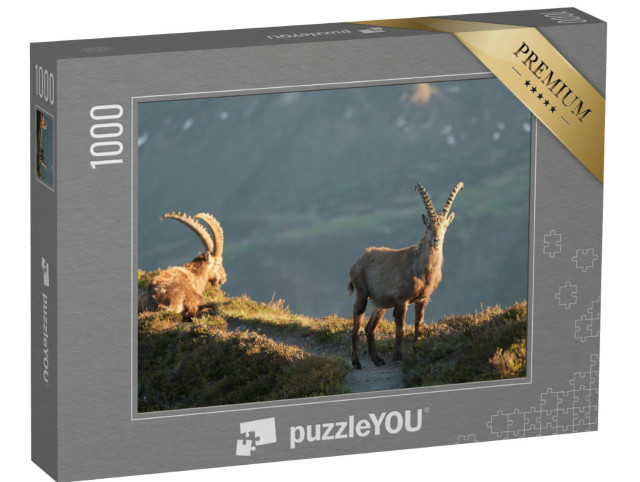 Puzzle 1000 Teile „Steinbock, Alpensteinbock, Capra ibex, Berg, Schweizer Alpen“