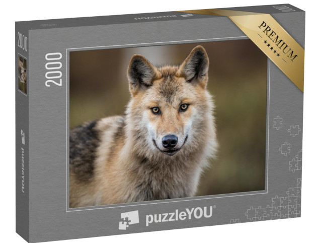 Puzzle 2000 Teile „Porträt eines grauen Wolfes, auch bekannt als Timberwolf“