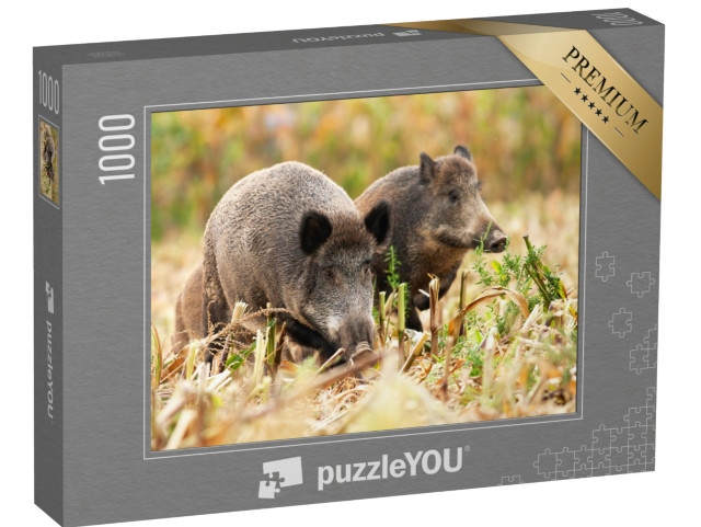 Puzzle 1000 Teile „Eine Herde Wildschweine, sus scrofa, wandert umher und sucht nach Nahrung“