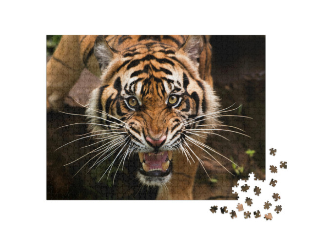 Puzzle 1000 Teile „Ein Sumatra-Tiger auf der Jagd“