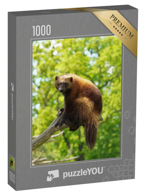 Puzzle 1000 Teile „Vielfraß, lateinischer Name: Gulo gulo, hoch oben auf einem Ast ruhend“