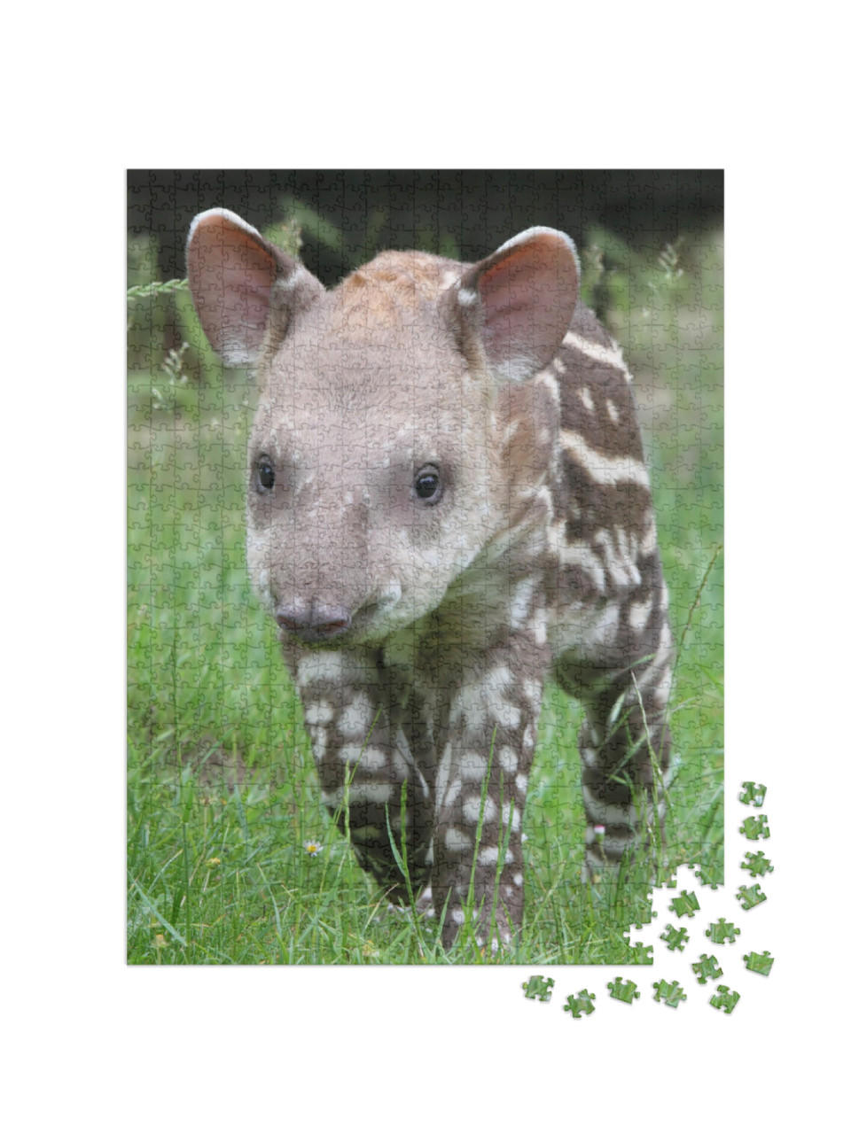 Puzzle 1000 Teile „Tapir im grünen Gras, geflecktes Fell“