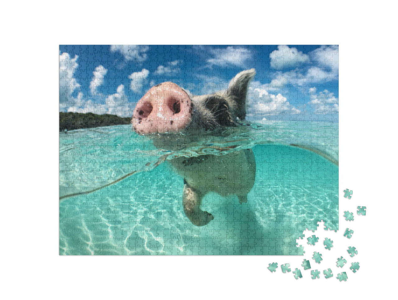 Puzzle 1000 Teile „Big Majors Cay auf den Bahamas: Ein schwimmendes Schwein“