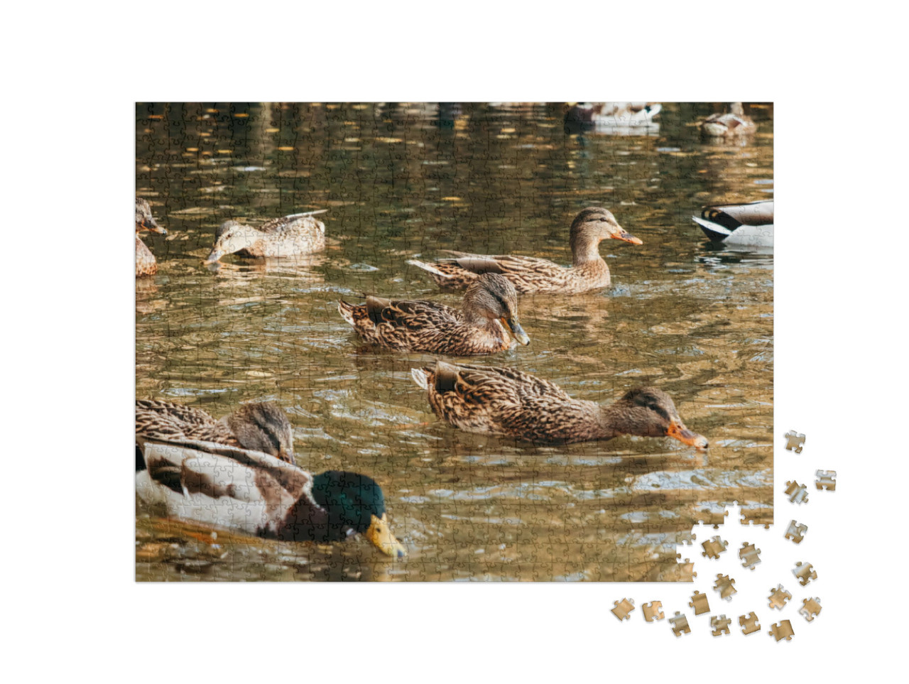 Puzzle 1000 Teile „Ein großer Entenschwarm frisst Brot auf dem See“