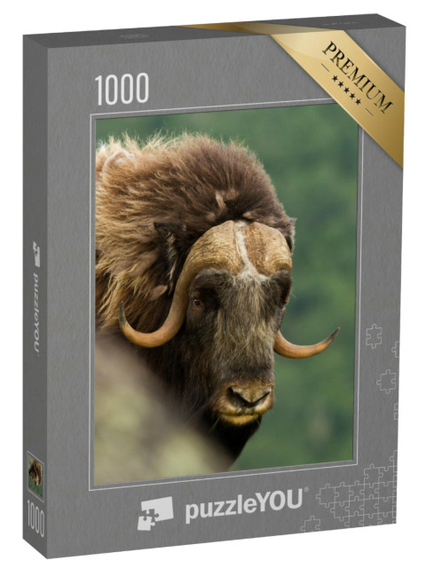 Puzzle 1000 Teile „Beeindruckend großer Moschusoxe, Norwegen“