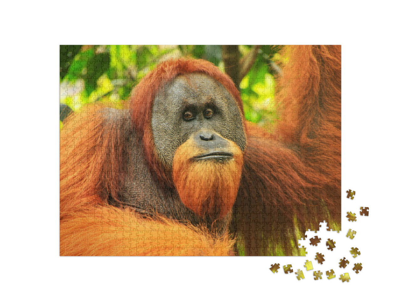 Puzzle 1000 Teile „Porträt eines männlichen Sumatra-Orang-Utans, Indonesien“