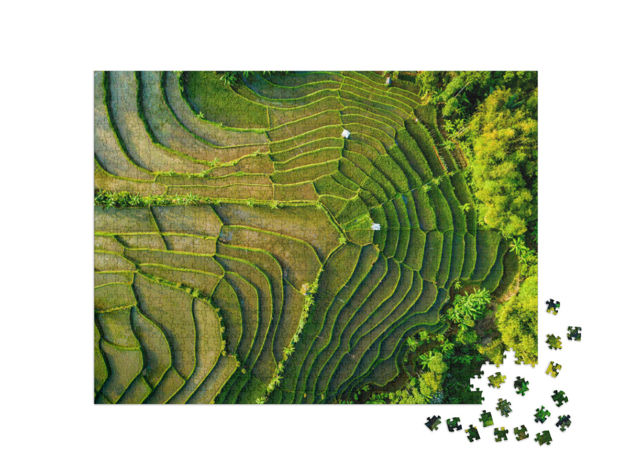Puzzle 1000 Teile „Reisfeldterrasse, Java, Indonesien“