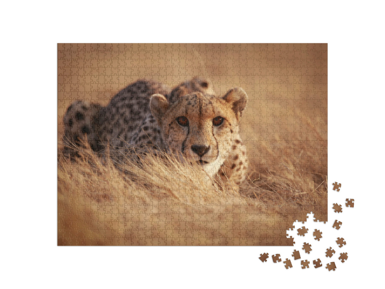 Puzzle 1000 Teile „Gepard, bereit zum Sprung“