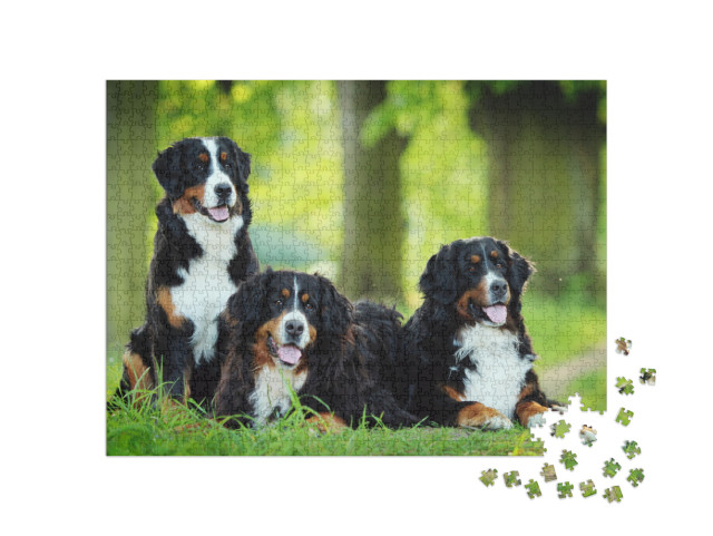 Puzzle 1000 Teile „Ein Berner Sennenhund“