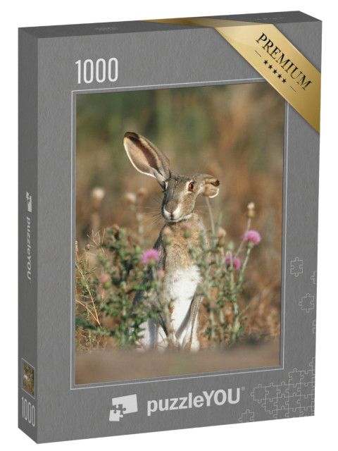 Puzzle 1000 Teile „Schwarzschwanz-Kaninchen mit langen Ohren, Texas, USA“