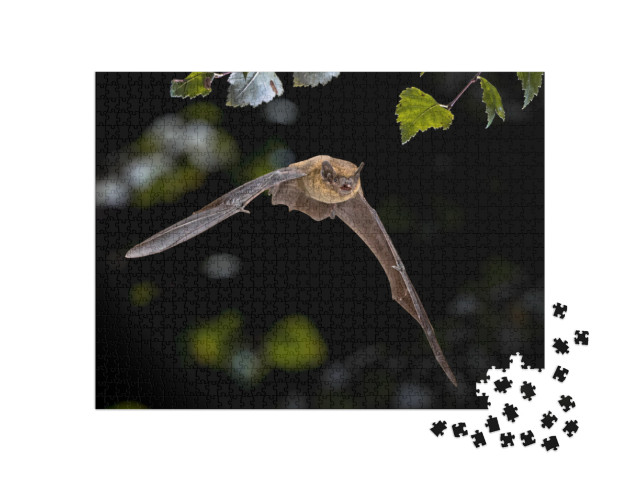 Puzzle 1000 Teile „Pipistrelle Fledermaus im Flug“