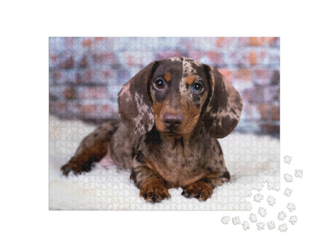 Puzzle 1000 Teile „Dackel“