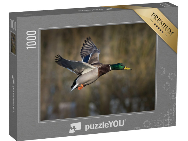 Puzzle 1000 Teile „Stockente im Flug“