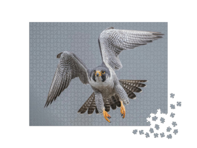 Puzzle 1000 Teile „Wanderfalke im Flug“