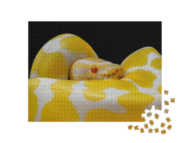 Puzzle 1000 Teile „Weiß-gelbe Kugelpython, um sich selbst geschlungen“