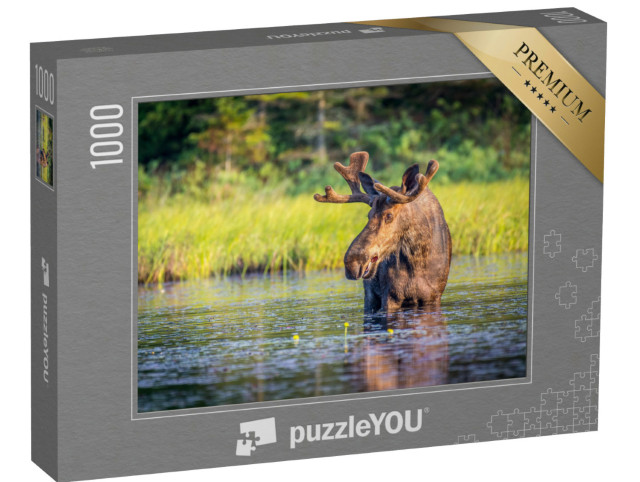 Puzzle 1000 Teile „Elchbulle im Algonguin Park, Ontario, Kanada“