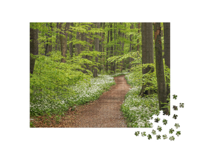 Puzzle 1000 Teile „Weg im blühenden Bärlauch,Nationalpark Hainich, Thüringen“