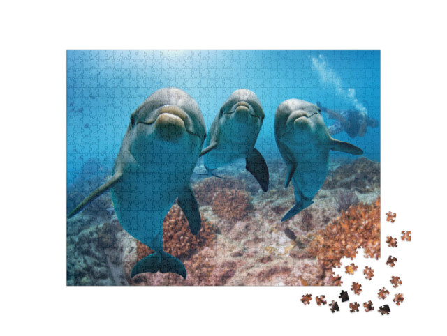 Puzzle 1000 Teile „Portraitaufnahme: Delfin“