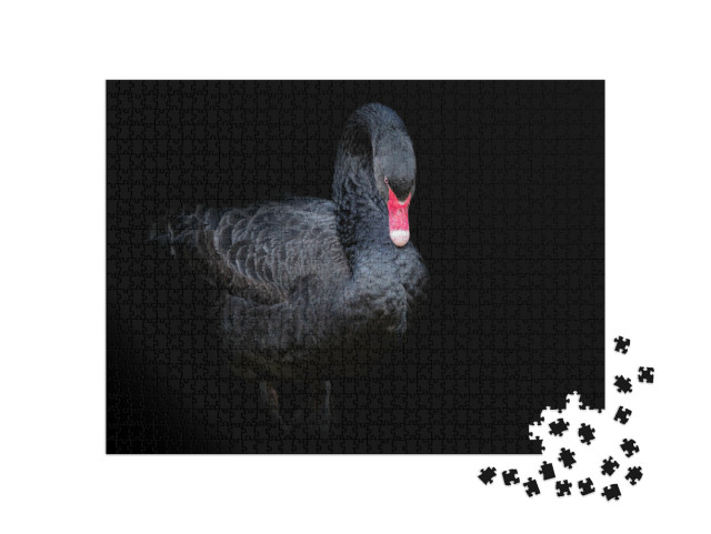 Puzzle 1000 Teile „Schwarzer Schwan auf schwarzem Hintergrund“