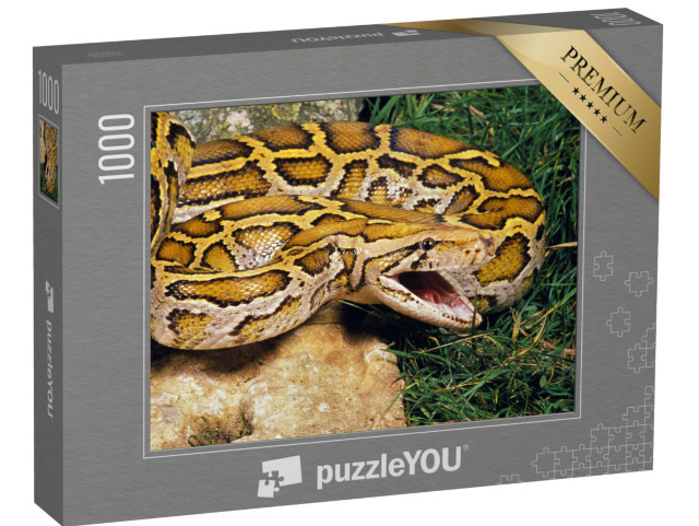 Puzzle 1000 Teile „Indische Python, bereit zur Verteidigung“