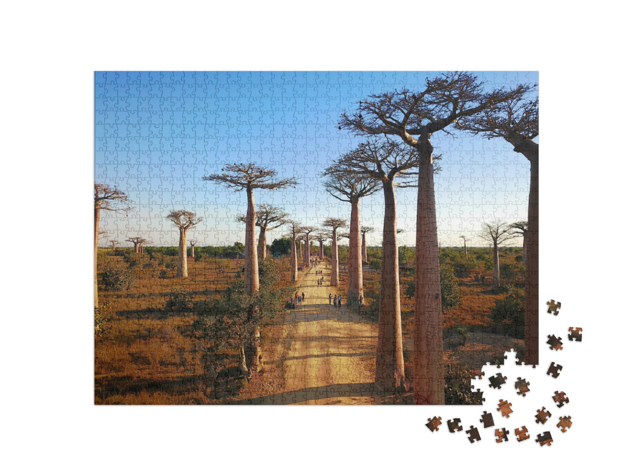 Puzzle 1000 Teile „Madagaskar's Baobabs,Luftaufnahmen,Morondava Region,Baobabs Schöne Aussicht“