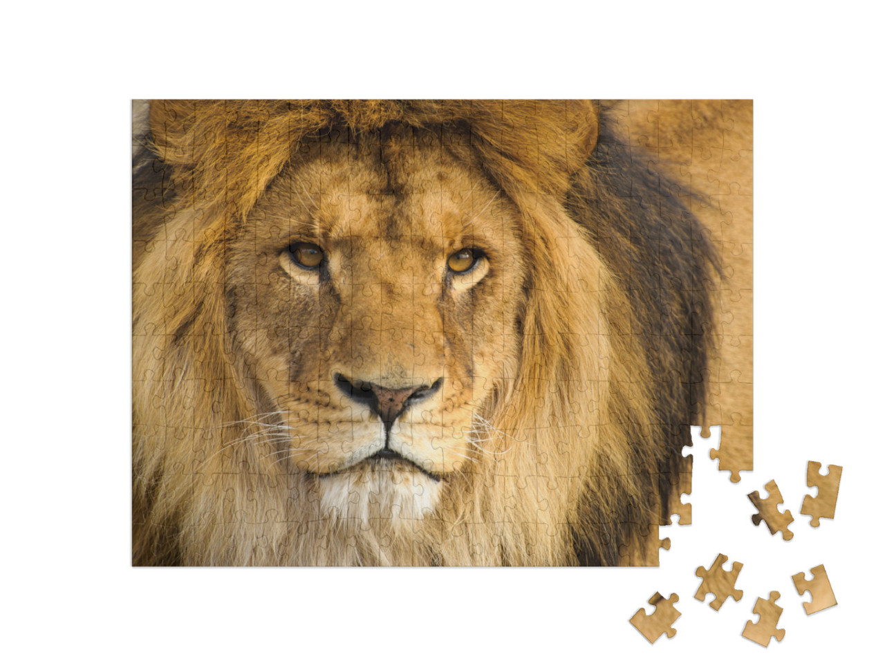 Puzzle 200 Teile „Portrait eines männlichen Löwen“