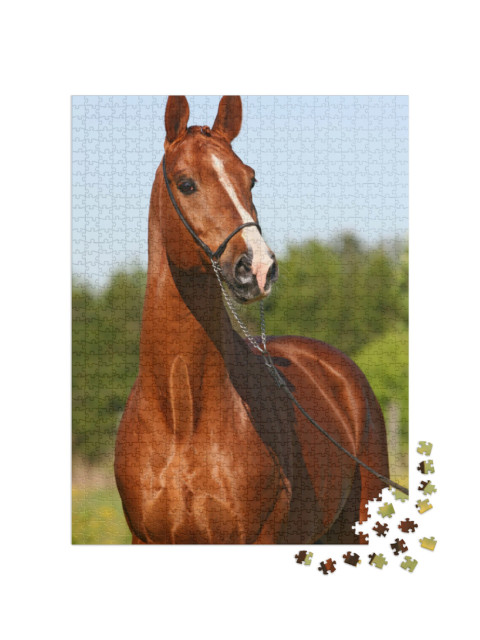 Puzzle 1000 Teile „Kastanienfarbener Trakehner-Hengst“