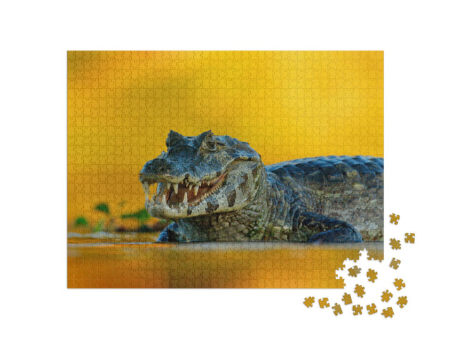 Puzzle 1000 Teile „Yacare-Kaiman, ein Krokodil im Fluss, Pantanal, Brasilien“