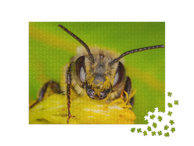 Puzzle 1000 Teile „Eine Wildbiene sammelt Pollen, Quebec, Kanada“