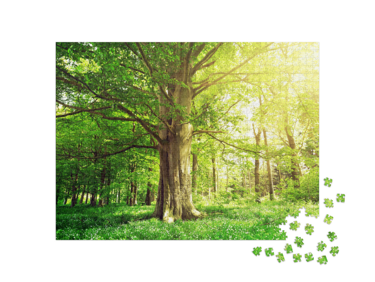 Puzzle 1000 Teile „Buchenwald mit einem alten Baum im Sonnenlicht“
