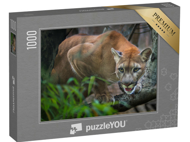Puzzle 1000 Teile „Ein Berglöwe auf der Jagd“