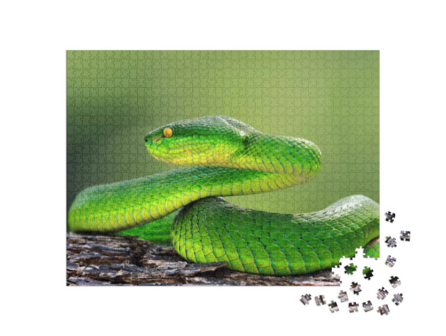 Puzzle 1000 Teile „Grüne Vipernatter auf Ast, trimeresuru albolabris“