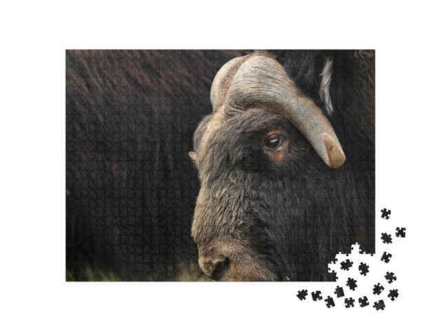 Puzzle 1000 Teile „Nahaufnahme eines Moschusochsen“