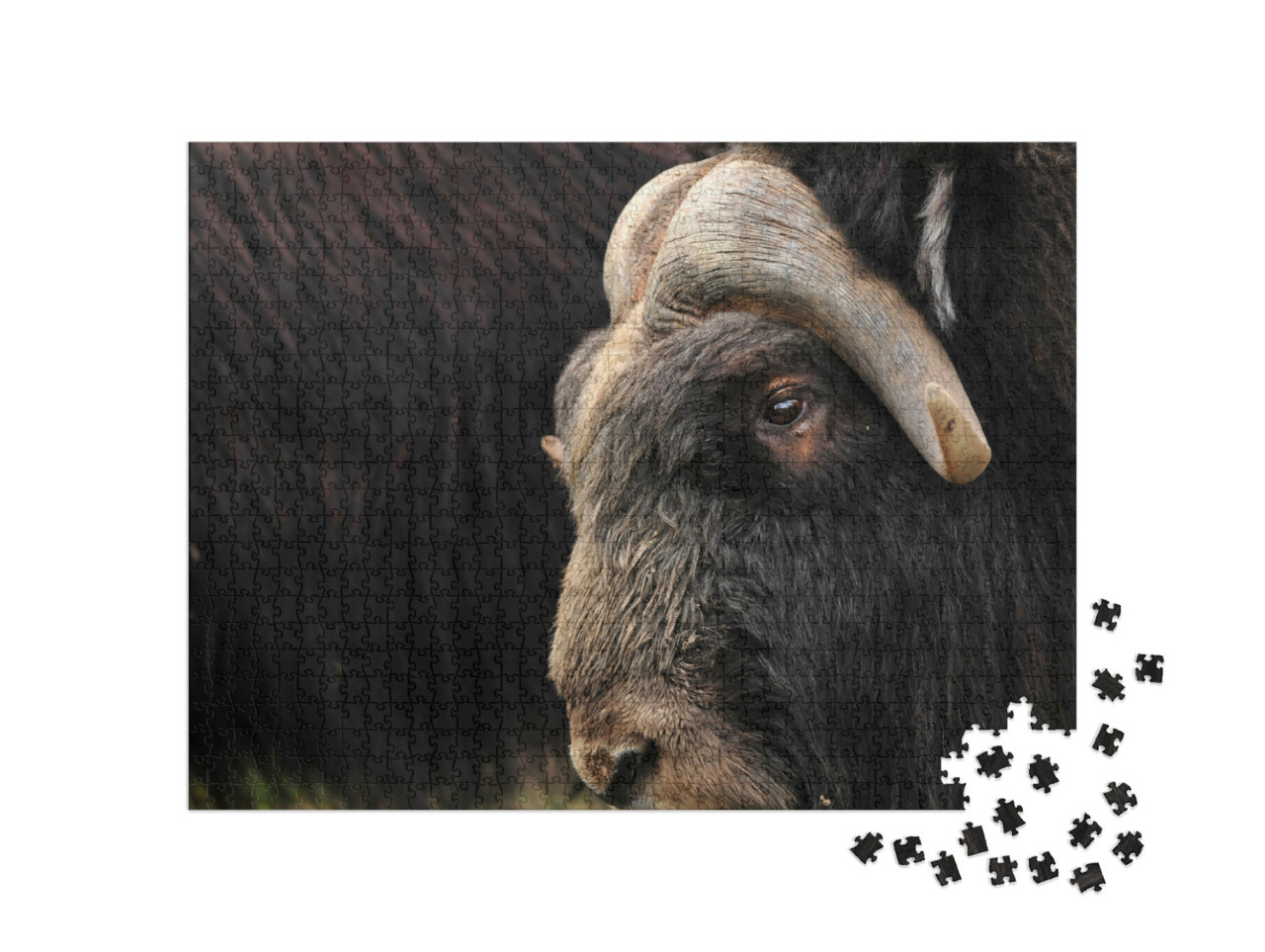 Puzzle 1000 Teile „Nahaufnahme eines Moschusochsen“