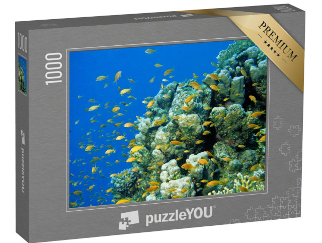 Puzzle 1000 Teile „Anthias Fahnenbarsche am tropischen Korallenriff im Roten Meer, Ägypten“