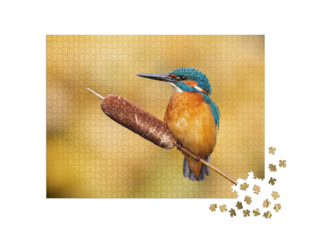 Puzzle 1000 Teile „Ruhiger männlicher Eisvogel, Alcedo atthis“