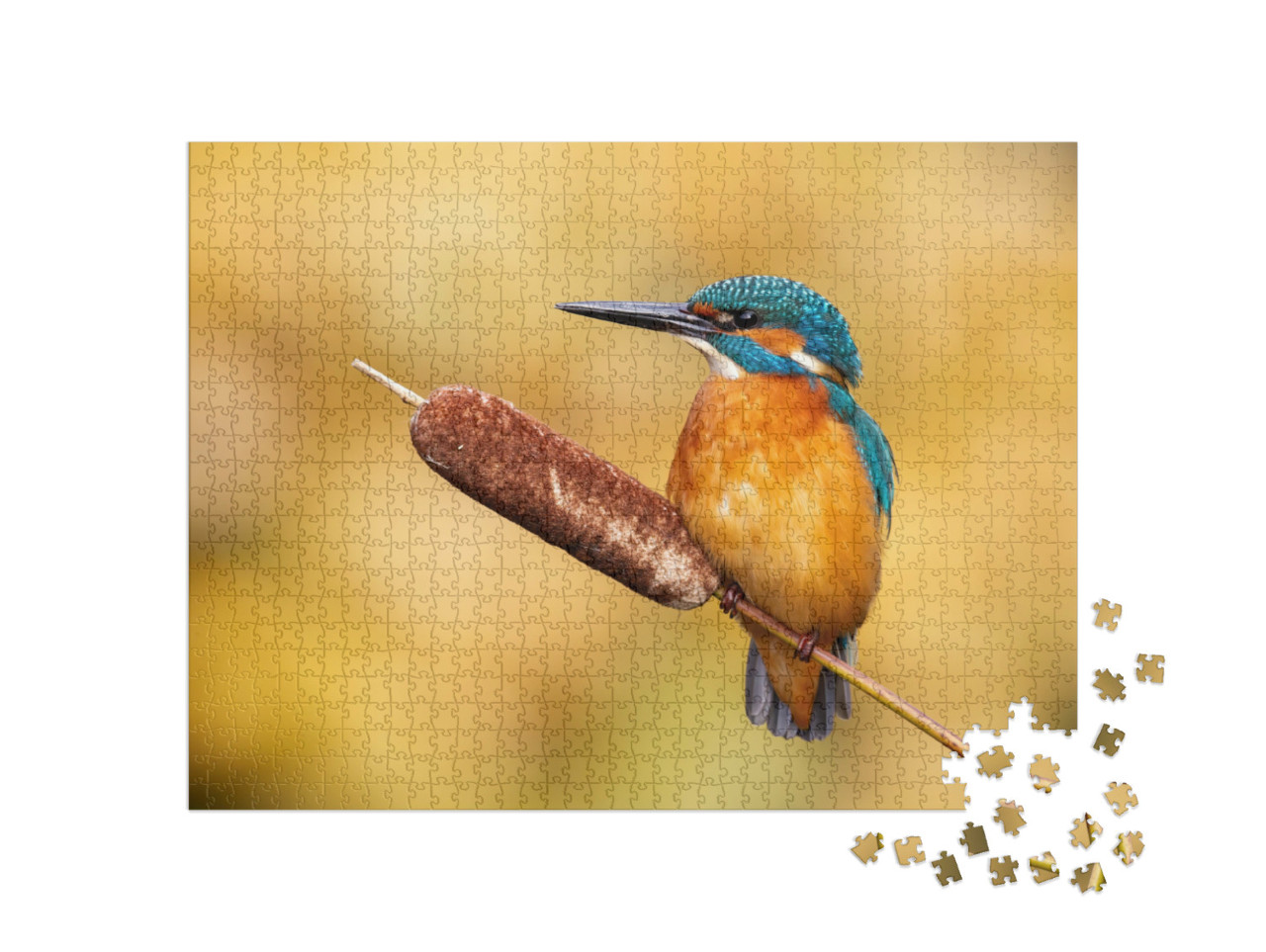 Puzzle 1000 Teile „Ruhiger männlicher Eisvogel, Alcedo atthis“