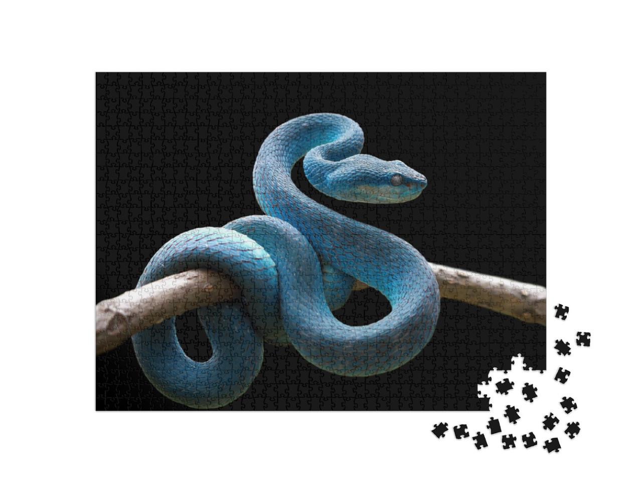 Puzzle 1000 Teile „Blaue Vipernatter auf Zweig, Trimeresurus Insularis“