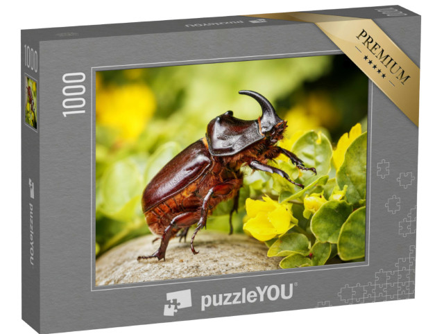 Puzzle 1000 Teile „Nashornkäfer, beliebtes Haustier in Teilen Asiens“