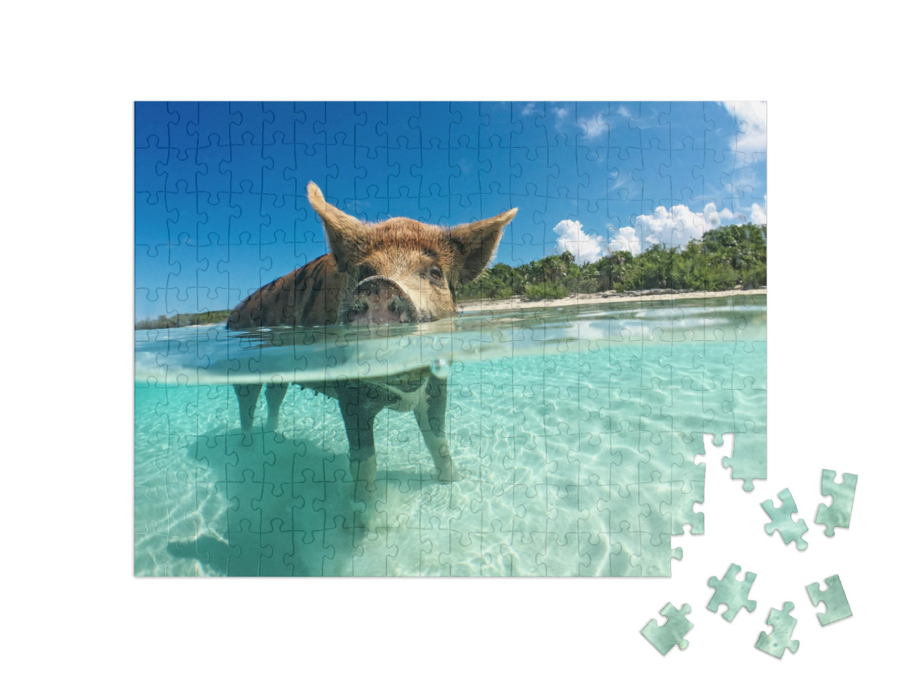 Puzzle 200 Teile „Wasserbegeistertes Wildschwein auf den Bahamas, Karibik“