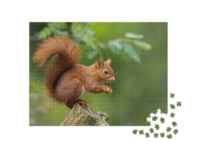 Puzzle 1000 Teile „Rotes Eichhörnchen“