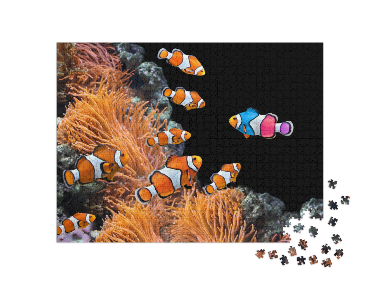 Puzzle 1000 Teile „Schwarm von Standard-Clownfischen und ein bunter Fisch: Sei du selbst!“